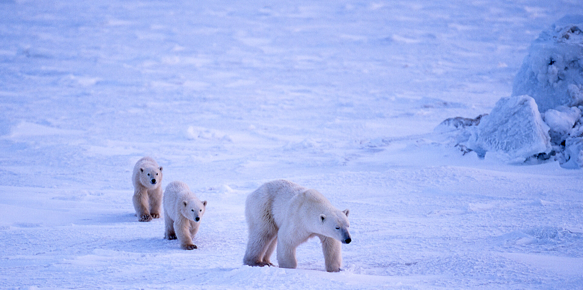 Ultimate Polar Bear Discovery