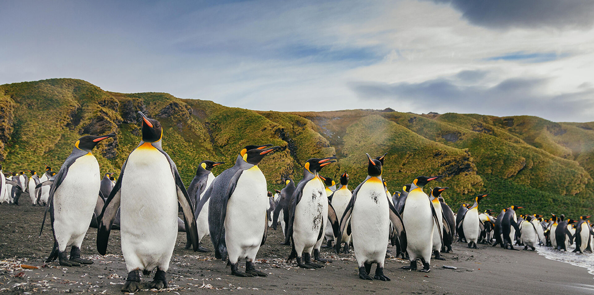 Falklands, South Georgia & Antarctica