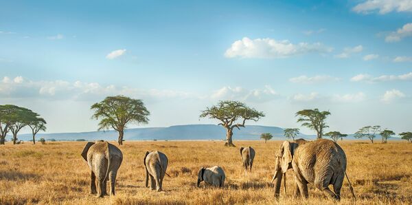 elephants in East Africa