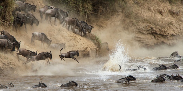Buffalo in Africa