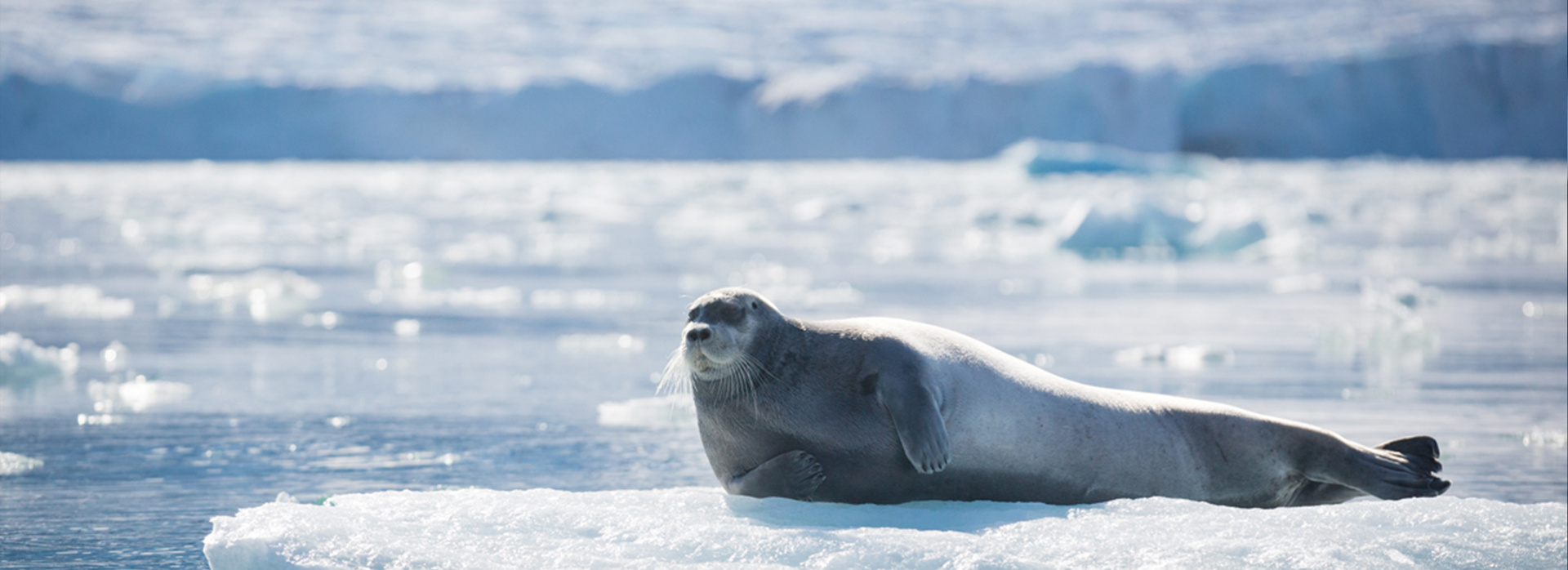 Hero QuarkExpeditions Credit AcaciaJohnson svalbard