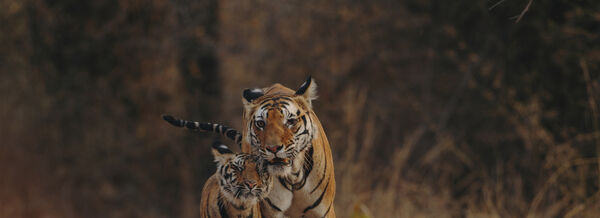 Authentic. Custom. Wildlife.